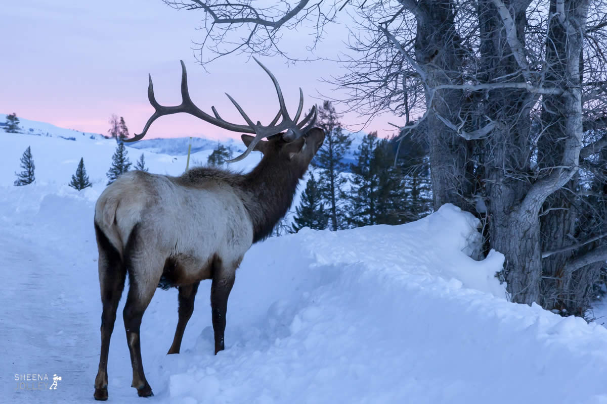 Something in the Air.jpg - Yellowstone & Utah